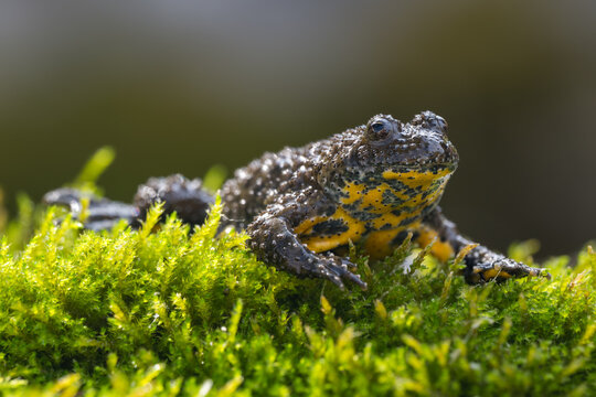 Yellow bellied Toad, Bombina variegata, Bulgaria