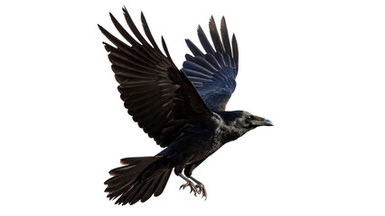 Obraz premium Wild black raven crow bird landing wings isolated on transparent background.