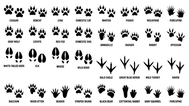 Educational chart showing various north american animal tracks and wildlife footprints silhouettes