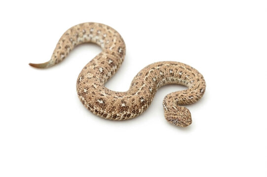 Studio Portrait of Peringuey's Adder (Bitis peringueyi) Isolated on White