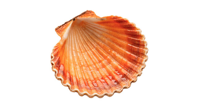 Natural ribbed scallop sea shell orange shaded seashell element isolated on plain backdrop