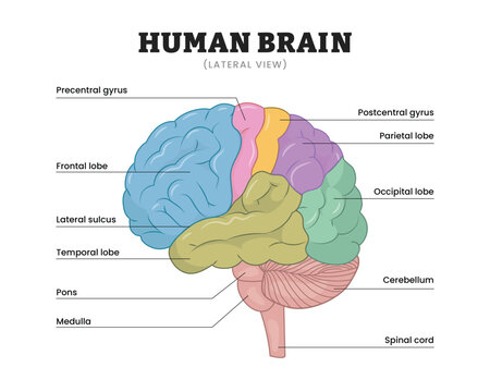 Human brain anatomy lateral view labeled diagram, educational medical poster design healthcare scheme, cerebral lobes and brainstem. Labeled frontal parietal temporal occipital lobes and cerebellum