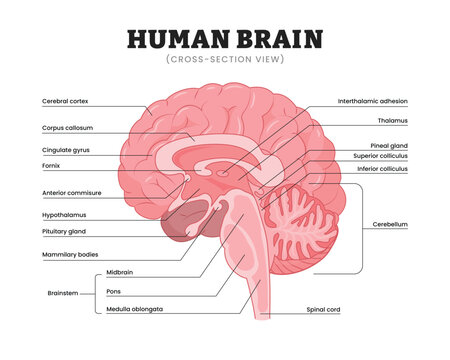 Human brain anatomy cross-section view labeled diagram, educational medical poster design healthcare scheme, cerebral structures and brainstem. Labeled thalamus hypothalamus cerebellum and brainstem