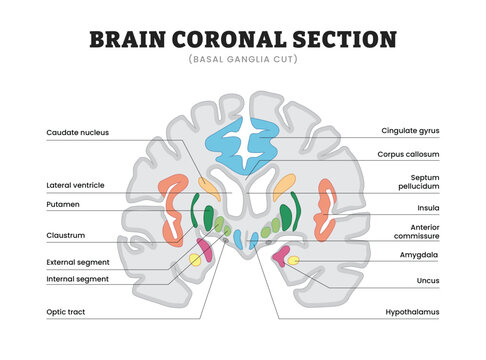Brain coronal section labeled diagram, educational medical poster design healthcare scheme, basal ganglia cut anatomy and limbic structures. Labeled caudate nucleus putamen amygdala and hypothalamus