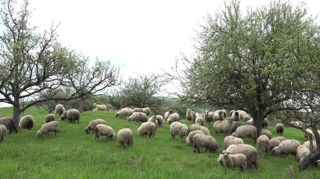 Herding Sheep in Mountains, Flock of Lambs Grazing Hill, Pastoral