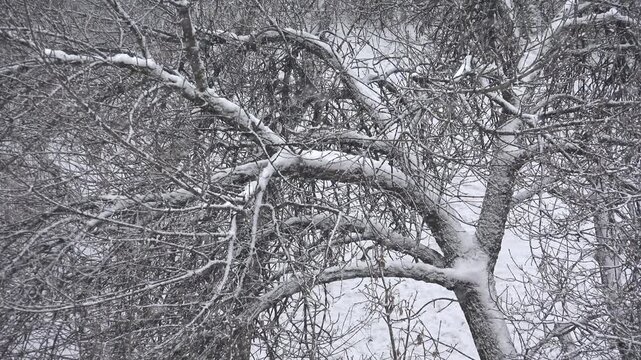 Snowing, Tree Foliage Snow Fall, Christmas Scene, Winter View Forest, Wood 4K