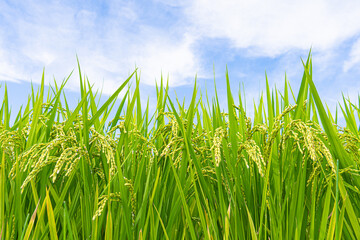 Obraz premium Ripening Rice Plants Under a Bright Blue Summer Sky