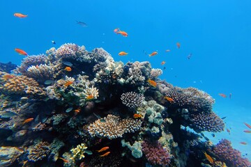 Rich healthy tropical coral reef in the shallow blue ocean. Vivid marine life and reef. Underwater photography, wildlife in the sea, corals and fish. Beauty under the sea, travel picture. © blue-sea.cz