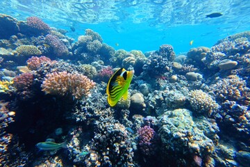 Swimming tropical fish (Diagonal butterflyfish - Chaetodon fasciatus) on the coral reef. Yellow fish and underwater corals, aquatic wildlife. Scuba diving with the marine life, travel photo. © blue-sea.cz