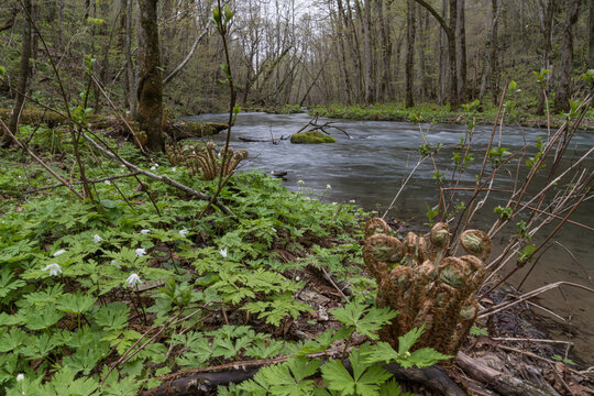 White woodland flowers and fern fiddleheads beside a spring river