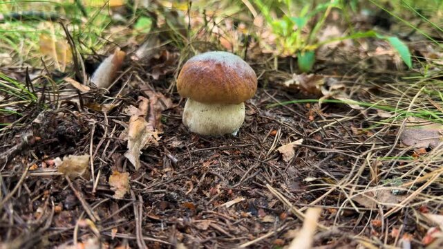 Picking mushrooms in the forest. Selective focus.