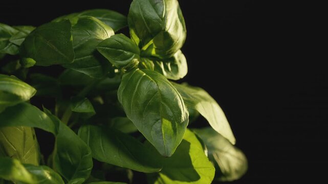 Macro close-up of a fresh green basil plant rotating smoothly in warm sunlight. Vibrant foliage texture, natural lighting, organic ingredient background for healthy cooking and culinary content.