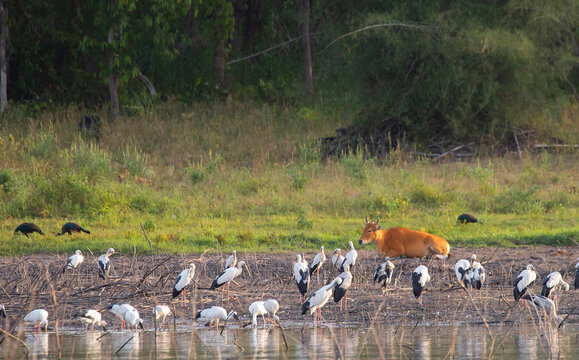 A brown wild banteng lying down on a grassy riverbank near a large flock of Asian openbill storks foraging in a wetland ecosystem.
