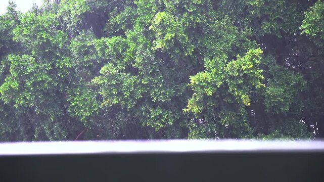It is raining heavily and the wind is blowing hard; the background is a blur of lush, large green trees.