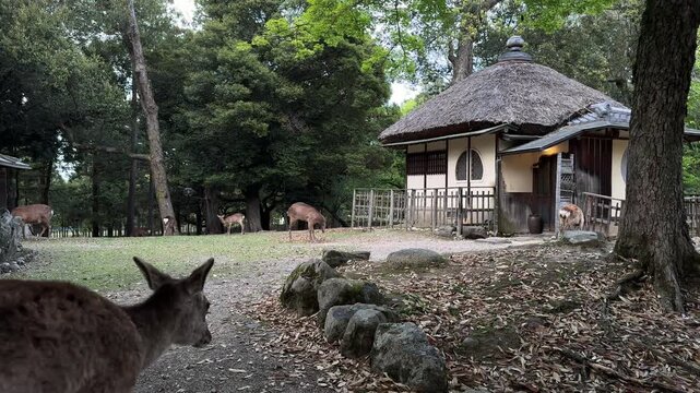 Sika deer within the historic grounds of Nara Park in Nara, Japan wildlife animals