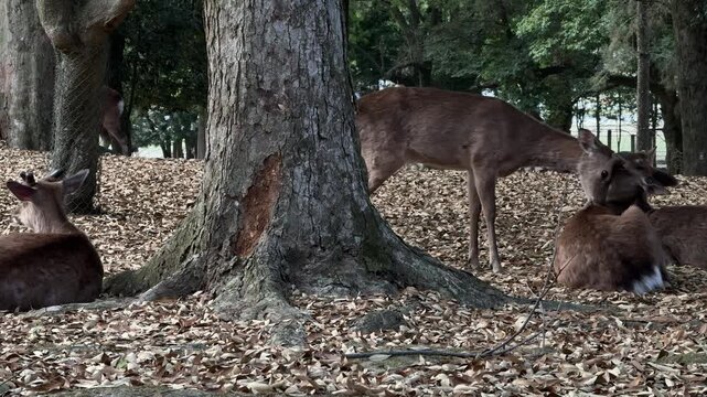 Sika deer Japanese wildlife Nara park Japan wild animals up-close friendly