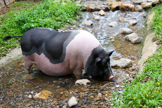 Black and pink pig drinking from shallow stream in green rural landscape, creating peaceful natural scene with water, stones, grass, and woodland detail