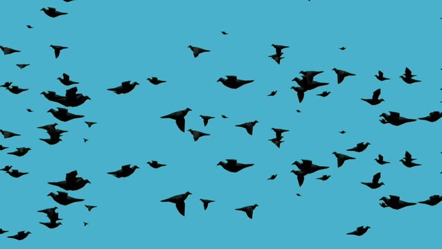 Black low poly bird flock silhouette flying on blue background