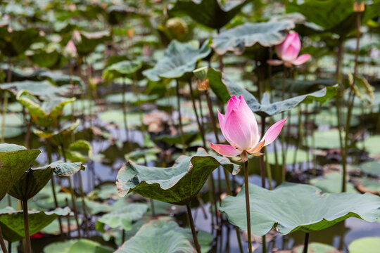 A pink lotus blossom rises above large lily pads in a quiet pond, surrounded by broad green leaves and still water, conveying serenity, natural beauty, and peaceful wetland atmosphere