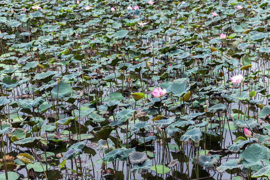 A dense field of pink lotus flowers and broad green lily pads rising from calm water, forming a tranquil natural pattern ideal for botanical, environmental, and background imagery