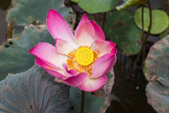 A vibrant pink lotus flower blooms above a tranquil pond, showcasing a bright yellow seedpod, delicate petals and surrounding green lily pads, conveying serenity and natural beauty