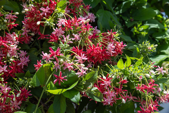 Clusters of pink and red Rangoon Creeper flowers cascade over glossy green leaves, creating a vibrant, fragrant summer display in a tropical garden. Soft sunlight highlights delicate star-shaped bloom