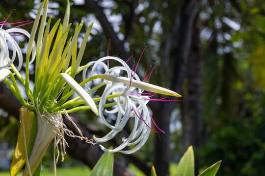 Delicate white spider lily with long curved petals and vivid pink stamens captured in close-up amid tropical foliage. Bright sunlight highlights the exotic bloom of Crinum Asiaticum
