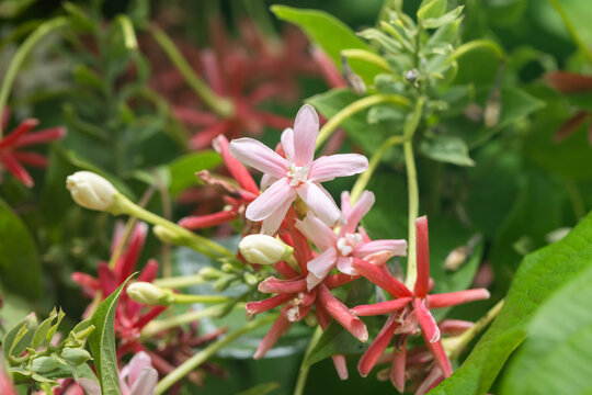 Close-up of pink and red Rangoon creeper blossoms and buds woven among glossy green leaves, highlighting delicate petals and vine texture for botanical, gardening and nature projects