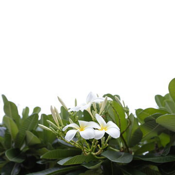 Delicate white plumeria blooms with yellow centers nestled in lush green leaves isolated on white background, natural square photography