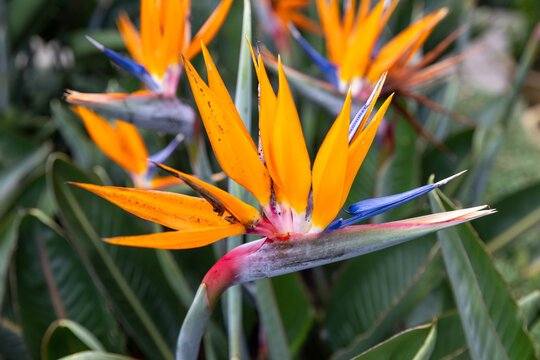 Orange Strelitzia bloom photographed close up in a tropical garden, showcasing vivid orange and blue petals, textured green leaves and an exotic, dramatic botanical form
