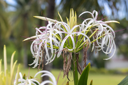 Bright sunlight highlights the exotic bloom of Crinum Asiaticum. White spider lily with long curved petals and vivid pink stamens captured in close-up amid tropical foliage. 