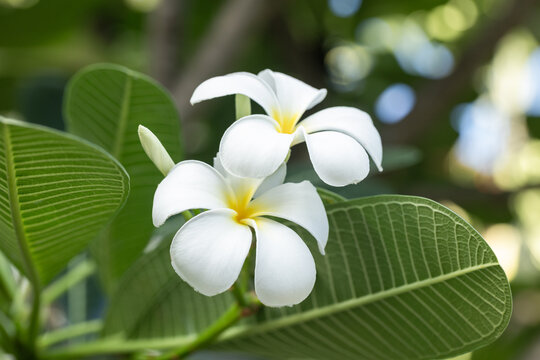 White plumeria blossoms captured close-up against lush green leaves and soft bokeh, evoking tropical beauty, delicate fragrance and a serene mood perfect for spa, wedding, and botanical projects