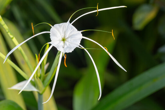 White beach spider lily bloom photographed close-up in a lush tropical garden, showcasing long delicate petals, orange stamens and soft green bokeh for an exotic, elegant botanical composition