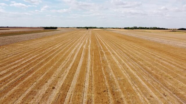 Aerial Low Altitude Forward Motion Drone Flyover Over Harvested Wheat Field Furrows Towards Horizon 4K