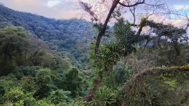 Dense Yungas cloud forest covers a steep Andean valley slope under soft evening light in northwest Argentina.