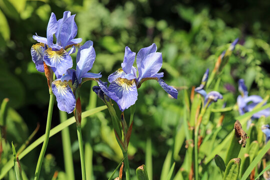 Macro image of a trio of Siberian flag Iris flowers, Derbyshire England
