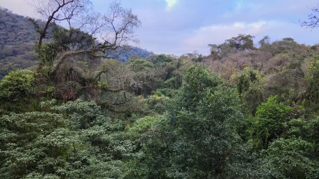 Dense Yungas cloud forest fills the frame with layered green canopy and distant Andean slopes under soft daylight, useful as a nature background or ecology establishing shot.
