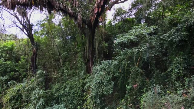 Thick Yungas jungle vegetation fills the frame with tall trees, vines, and undergrowth on a steep slope in the Andes Mountains of northwest Argentina.