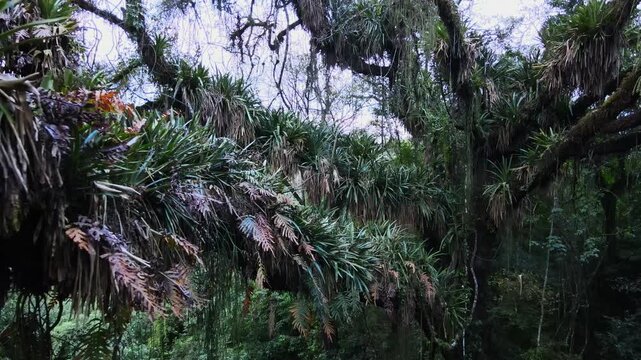 Dense epiphytic bromeliads cling to moss-covered tree branches in the humid Yungas forest of northwest Argentina.