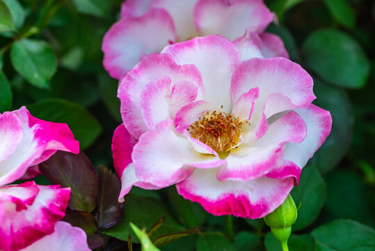 Primo piano di belle rose bianche con sfumature fucsia in un giardino d'estate 