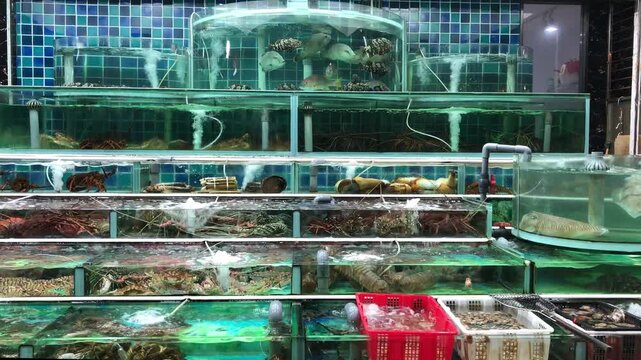 Tiered aquarium display at a Hong Kong seafood market showing live humphead wrasse, panther grouper, spiny lobster, cuttlefish and shellfish trays ready for sale.