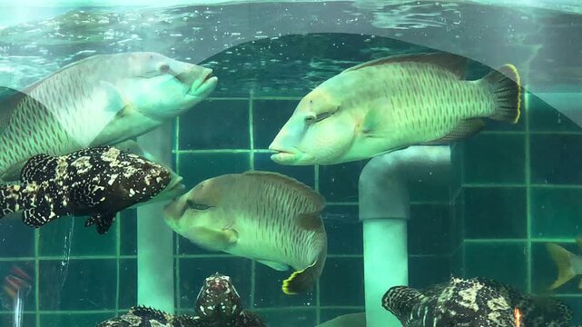 A dense school of live humphead wrasse, panther grouper and snapper crowd together in a bubbling round display tank at a Hong Kong seafood market, patterned skin visible through the glass.