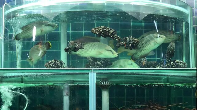 group of live humphead wrasse and panther grouper swim together in a bubbling round display tank at a Hong Kong seafood market, patterned skin visible through the glass.