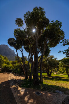 View of a large tree with sunburst shining through the branches at Kirstenbosch National Botanical Garden in Cape Town, Western Cape, South Africa.