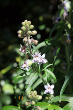 Macro image of Stavesacre blooms, Derbyshire England
