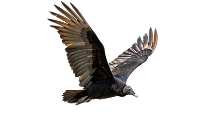 Majestic wild bald eagle bird flying wings open isolated on transparent background. © harrington