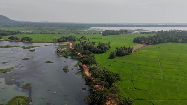Cinematic aerial drone shot flying forward over a lake and green rice fields with a red tuk tuk driving on a dirt road at the bottom of the frame in Tissamaharama Sri Lanka