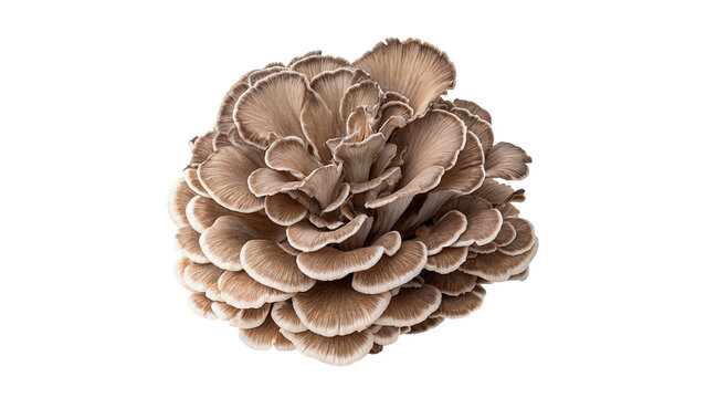 Fresh organic raw hen of the woods maitake mushroom isolated on transparent background.