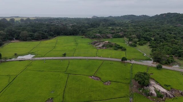Cinematic aerial static drone shot of tuk tuks driving on a scenic road through green rice fields with massive rocks and the ocean in the distance near Arugam Bay Sri Lanka