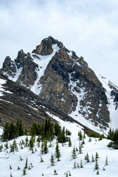 View of Banff National Park featuring a rugged, snow-capped mountain peak rising above a slope dotted with evergreen trees in Alberta, Canada.